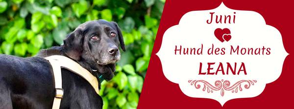 Sie mГјssen die Dating-Hunde lieben
