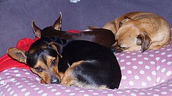 geborgen im souveränen Rudel...