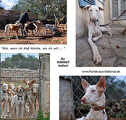 Du kannst helfen! Hunde aus Mallorca e.V.