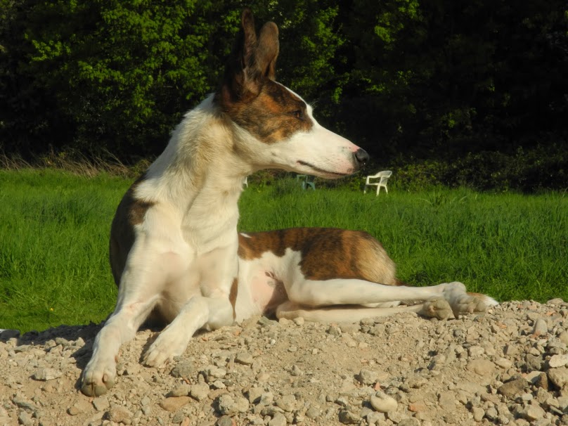 Unser Hundespielplatz in Köln bietet den verschiedensten Hunden viele Möglichkeiten, den Tag zu verbringen!