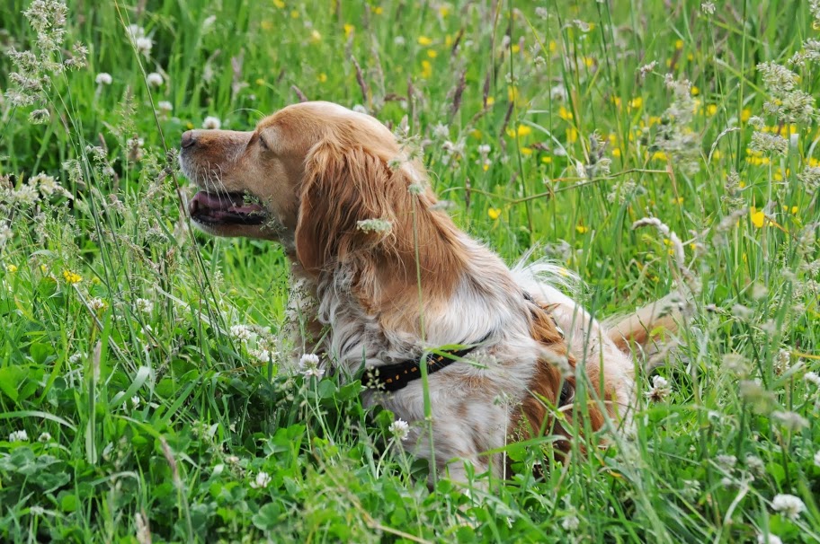 Ohne Leine unbeschwert Spielen, Toben und Rennen - oder einfach nur die schöne Wiese genießen!