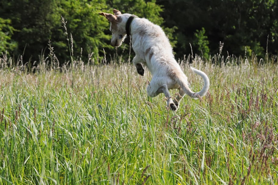 Und Podencos dürfen "fliegen"